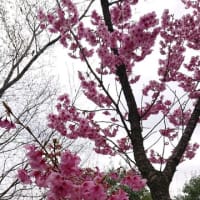 桜3種類