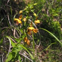 カキラン　花泉の棚田跡