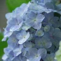 お隣の紫陽花