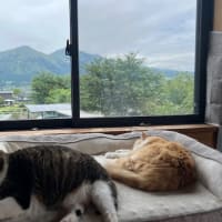 今日の仕事とかのご質問にお答えしてと猫とかミェフの話１１