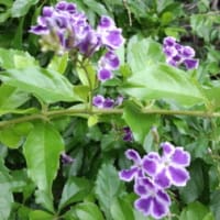 馬堀海岸の花たち