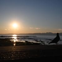 早春の葉山さんぽ