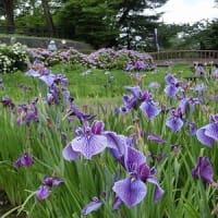 再掲；みちのくの夏2016　～ 長井のあやめ公園 ～