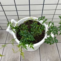 梅雨の合間にひと作業