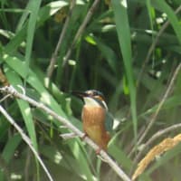2025年7/7　木曽川のカワセミ