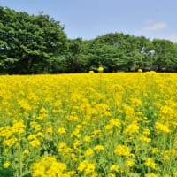 2012.5.20  昭和記念公園　　みんなの原っぱ(菜の花畑)