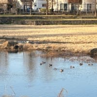 池の鳥