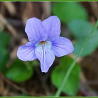 春のそよ風に揺れる花びら・・・紫色系