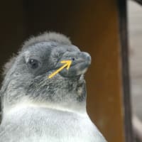 ペンギンの鼻はここです