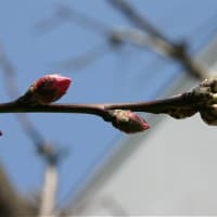 東京で桜の開花宣言