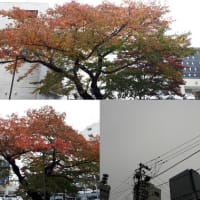 11月12日(月)今日の北川桜