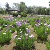 水元公園、蓮の花、アジサイ、花菖蒲きれい！