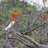コウヨウジャク３種・ホシバシペリカン・ジャワアカガシラサギなど～GWタイの田園地帯の野鳥