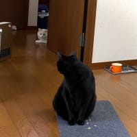 トノ、振り向けばヒメ
