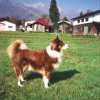 愛犬と白馬へ(思い出)