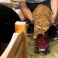 看板猫のいるお店で猫飲み 2 (2408-1)