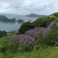 世界三大花木ジャカランダ　日南海岸