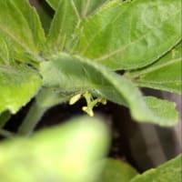 カマキリ