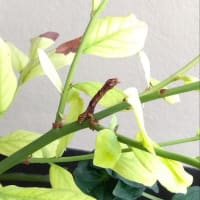 2025/07/12（土）玄関外までお出迎え