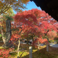 11月20日の東福寺の紅葉