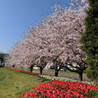 南足柄の桜とチューリップ