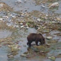 目的地に　願い叶う　海岸沿いに熊いたいた