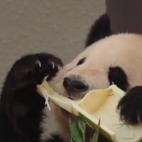 南紀白浜の旅