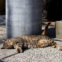 坂の街の猫たち　2025年2月　その9
