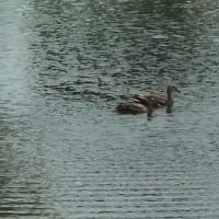 僕らはみんな生きている♪