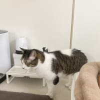 本日の猫たち#231