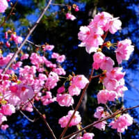 陽光桜（3/28 e）
