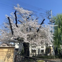 広瀬川河畔公園　さくら　／　前橋市