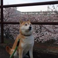 桜とユキ４