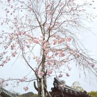 赤目四十八滝から長谷寺。