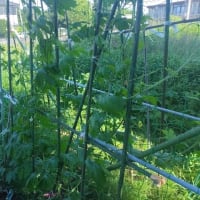 草の大群