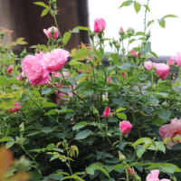 ☆スパニッシュ・ビューティー＆ガートルードジェキル～きょうの庭バラ