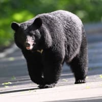 画角いっぱいの親子クマ