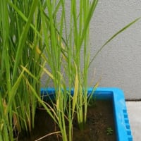 ほぼ出穂しました＆ひょうたん作業