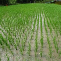６月２７日（金）　たか田んぼの除草作業②