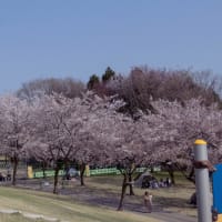 ●奥卯辰山健民公園　子ども広場　満開の桜　孫