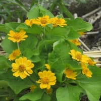 ６月の花 ７