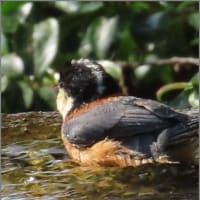 小鳥の水浴び２