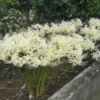 お気に入りの曼珠沙華