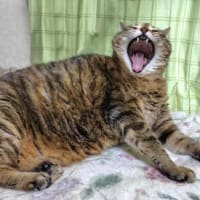 やっと暖かくなりました～(*´▽｀*)♪