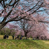 2021春分　北浅羽桜堤公園の春