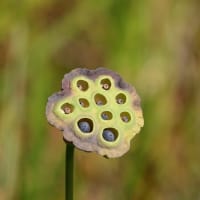 味真野苑　花蓮