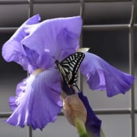 散歩道　菜の花にキイアゲハチョウが飛来　　　41