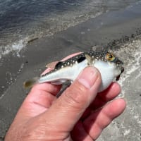 5月の釣りまとめ