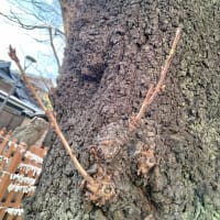 春、ですね