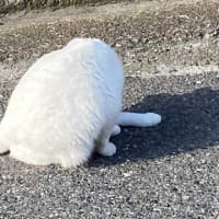 朝ウォーキングの風景。令和7年6月19日。倉庫下に誘導するシロネコ➁